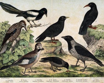 a: Cuervo Manto (Corvus cornix), b: Grajilla Común (Corvus monedula), c: Arrendajo Canal (Garrulus glaudarius), d: Cascanueces Moteado (Nucifraga caryocatactes), e: Chova Piquigualda (Pyrrohocorax alpinus), f: Chova Piquirroja (Pyrrhocorax pyrrhocorax) - e de Unknown artist