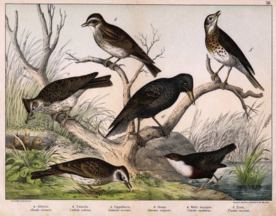a: Alondra del Norte (Alauda arvensis), b: Alondra Lulu (Lullula arborea), c: Cappellaccia (Galerita cristata), d: Estornino Sansonnet (Sturnus Vulgaris), e: Pato (Cinclus aquaticus), f: Zorzal (Turdus musicus) - en “Historia Natural de las aves”, ed. Hoep de Unknown artist