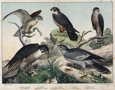 a: Halcón Peregrino (Falco peregrinus), b: Halcón Esmerejón (Hypotriorchis subbuteo), c: Halcón Cernícalo (Tunnunculus alaudarius), d: Gavilán Europeo (Accipiter nisus), e: Halcón Cantor (Melierax musicus) - en “Historia Natural de las Aves, ed. Hoepli, Mi de Unknown artist