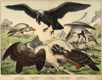 a: Percnopterus (Neophron percnopterus), b: Buitre leonado (Gyps fulvus), c: Cóndor (Sarcoramphus gryphus), d: Buitre de los corderos (Gypaëtus barbatus), e: Serpiente (Gypogeranus serpentarius) - en “Historia Natural de las aves”, ed. Hoepli, Milán de Unknown artist