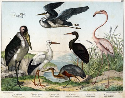 a: Flamenco (Phoenicopterus roseus), b: Cigüeña blanca (Ciconia alba), c: Cigüeña negra (Ciconia nigra), d: Marabú (Leptoptilus crumenifer), e: Garza blanca (Ardea cinerea), f: Garza roja (Ardea purpurea) - en "Historia Natural de las Aves", ed. Hoepli, Mi de Unknown artist