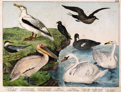 a: Golondrina de mar, b: Estercorario medio, c: Ave de tormenta, d: Albatros, e: Pelícano, f: Cisne real, g: Cisne salvaje, h: Wi de Unknown artist