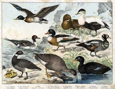 a: Ganso de Semilla (Asner segetum), b: Barnacla (Branta bernicla), c: Eider Común (Somateria mollissima), d: Pato Arlequín (Histrionicus torquatus), e: Pato Negro (Oidemia fusca), f: Ánade Real (Anas boschas), g: Tadona de Belon (Adorna cornuta), h: Pato  de Unknown artist