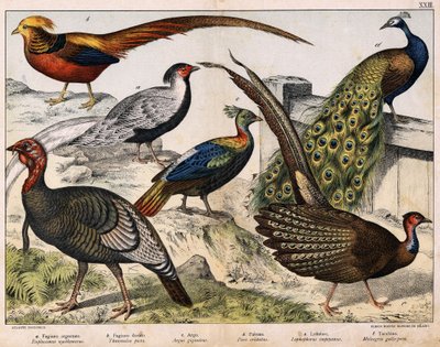 a: Faisán plateado (Euplocamus nycthemerus), b: Faisán dorado (Thaumalea picta), c: Faisán majestuoso (Argus giganteus), d: Pavo real azul (Pavo cristatus), e: Lophophorus impeyanus, f: Pavo (Meleagris gallo-pavo), en "Historia Natural de las Aves", ed. Ho de Unknown artist