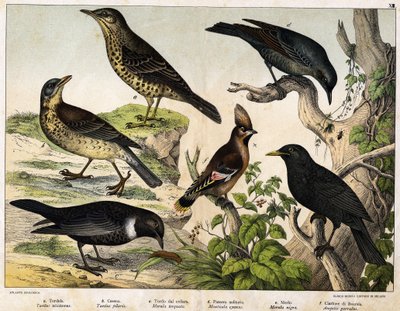 a: Zorzal (Turdus viscivorus), b: Zorzal (Turdus pilaris), c: Mirlo (Merula torquata), d: Mirlo Azul (Monticola cyanus), e: Mirlo (Merula nigra), f: Ampelis Bohemio (Ampelis garulus) - en “Historia Natural de las Aves”, ed. Hoepli, Milán de Unknown artist