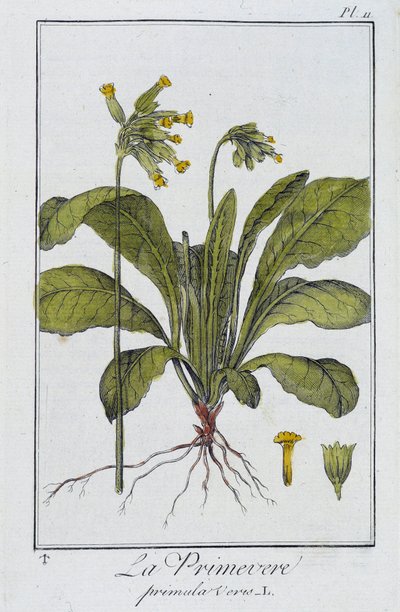 La Primavera (Primula vers) - en “Ejercicios de botánica para uso de los comerciantes”, escrito por J.C. Philibert, Imprenta de Crapelet, París de Unknown artist