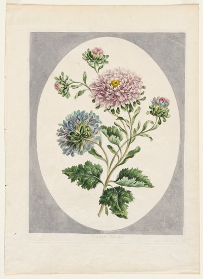 Una colección de flores dibujadas de la naturaleza: Gran aster chino doble de Unknown artist
