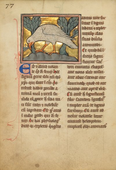 Un Fénix de Unknown artist