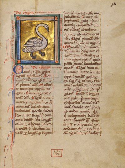 Un cisne de Unknown artist