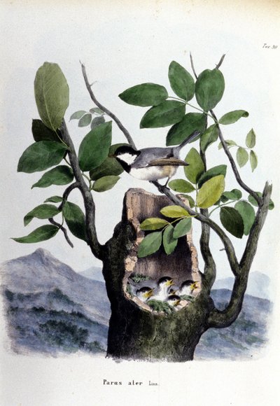 Lámina representando un pájaro común (o gorrión) cerca de su nido. de Unknown artist