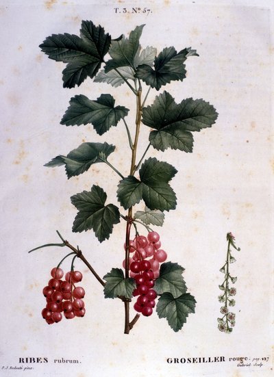 Una grosella: lámina botánica del siglo XIX. de Unknown artist