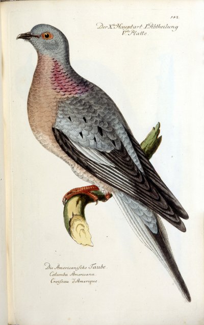 Una paloma migratoria, ahora extinta. Tabla zoológica según Fritsch. de Unknown artist