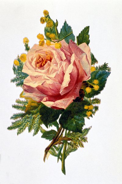 Una rosa de Unknown artist