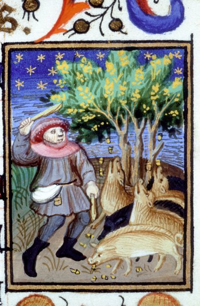 Representación alegórica de noviembre. Un hombre con un grupo de cerdos comiendo bellotas. Miniatura de un manuscrito del siglo XIV. de Unknown artist