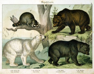 Oso americano, oso pardo, oso polar y marsupial - en "Natural history of mammals", ed. Schreiber, Múnich de Unknown artist