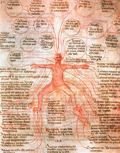 Carta anatómica que ilustra la circulación sanguínea de Unknown artist