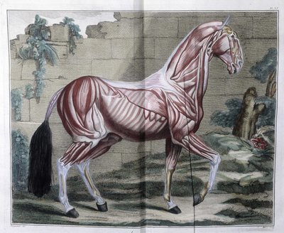 Anatomía del caballo: “Curso Hippiátrico, tratado completo de medicina equina” por P. E Lafosse de Unknown artist
