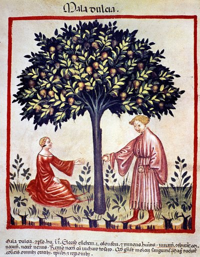 Recolección de manzanas. Iluminación del 