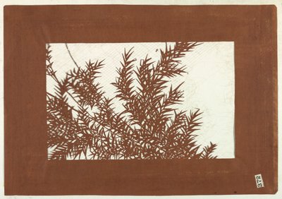 Bambú de Unknown artist