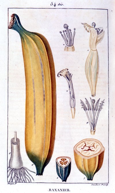 Árbol de plátano - grabado del siglo XIX de Unknown artist