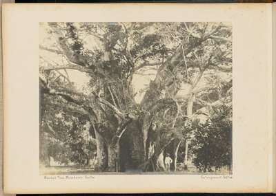 Árbol Baobab. Mombassa. de Unknown artist
