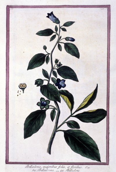 Belladona, flores y bayas. Planta venenosa utilizada en medicina. Grabado de un herbario del siglo XIX. de Unknown artist