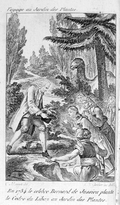 Bernard de Jussieu, botánico francés (1699-1777) planta un cedro del Líbano en el jardín de plantas en París de Unknown artist