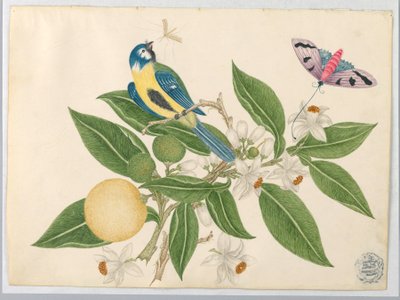 Pájaro en una Rama de Naranja, con Mariposa de Unknown artist
