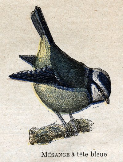 Aves útiles para la agricultura: Mito de cabeza azul de Unknown artist