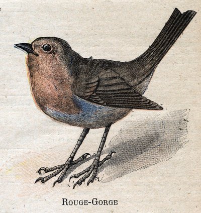 Aves útiles para la agricultura: Petirrojo de Unknown artist