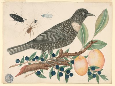 Pájaro negro con arándanos y albaricoques de Unknown artist