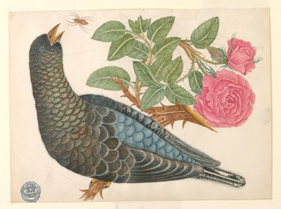 Pájaro azul-negro en rama de rosa con araña de Unknown artist
