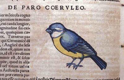 El paseriforme azul en Historia Animalium por Conrad Gesner (1516 - 1565), Tiguri de Unknown artist