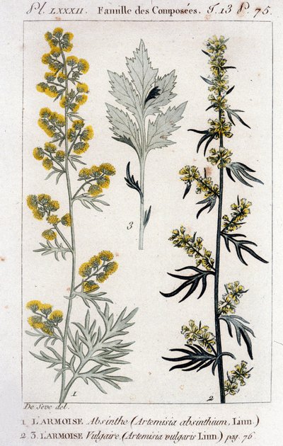 Lámina botánica: Ajenjo (Artemisia Absinthium) y Ajenjo Vulgaris (Artemisia Vulgaris). Grabado del siglo XVIII de Unknown artist