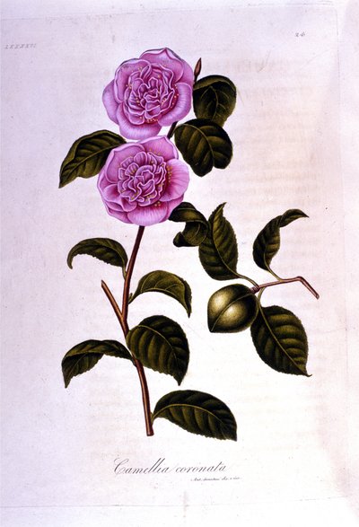 Tabla botánica: Camelia. Grabado del siglo XIX de Unknown artist