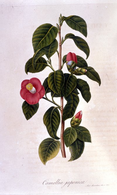 Lámina botánica: Camelia de Japón. Grabado del siglo XIX de Unknown artist