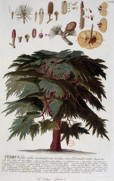 Lámina botánica: Cedro. s.f. siglo XIX de Unknown artist