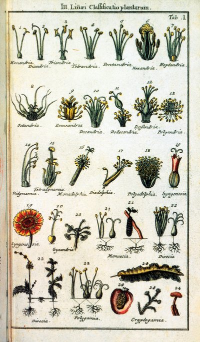 Lámina botánica: Clasificación de plantas por Carl von Linné en 