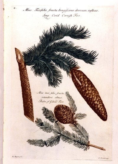Lámina botánica: una piña y una rama. Siglo XVIII de Unknown artist