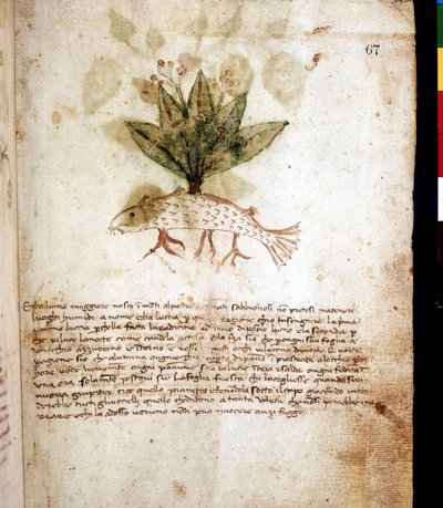 Tablero botánico que representa la hierba 