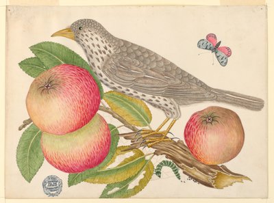 Pájaro marrón en rama de manzano, con oruga de Unknown artist