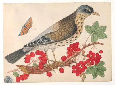 Pájaro marrón en rama con caquis y una mariposa de Unknown artist