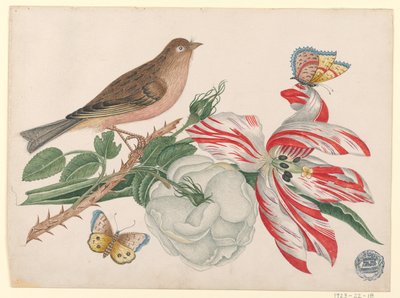 Pájaro marrón en rama con rosa, tulipán e insectos de Unknown artist