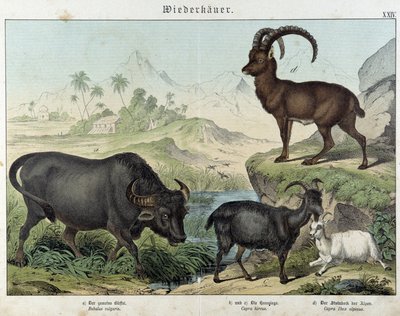 Búfalo, cabra, cabra y íbice - en "Natural histories of mammals", ed. Schreiber de Unknown artist