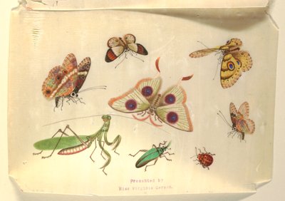 Mariposas y otros insectos de Unknown artist