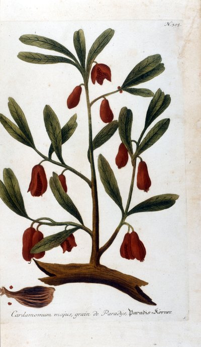 Cardamomo de Unknown artist