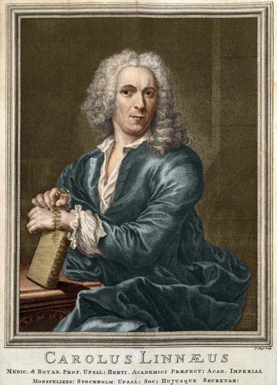 Carl Von Linné, naturalista y escritor sueco (1707 - 1778) de Unknown artist