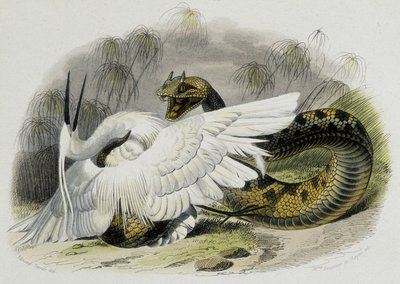 Ceraste (serpiente de la familia de las víboras) atacando un pájaro. Grabado del siglo XIX del dibujo del naturalista francés Lacepede (1756-1709) de Unknown artist
