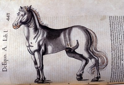 Caballo en Historia Animalium de Conrad Gesner (1516 - 1565), Tiguri de Unknown artist
