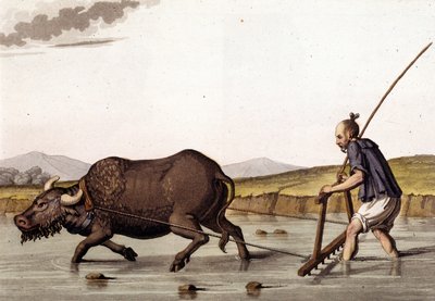 China, arando cultivos de arroz con bueyes - en “El Traje Antiguo y Moderno” de Jules Ferrario de Unknown artist